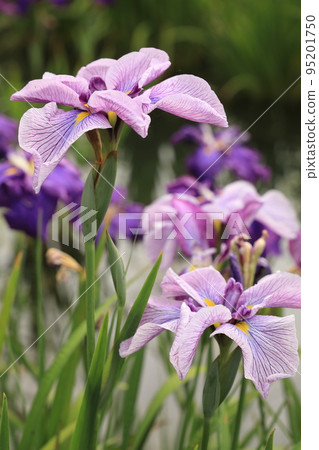 Kazoji Park Iris Garden Kazoji Park Iris Garden 95201750