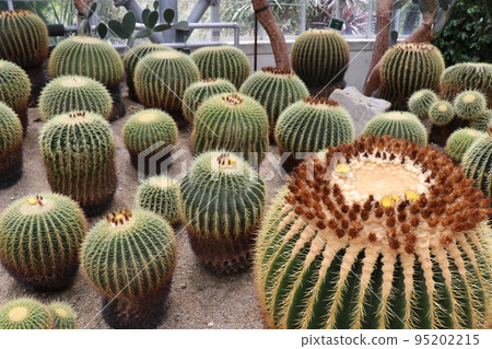 Tokiwa Park Botanical Garden 95202215