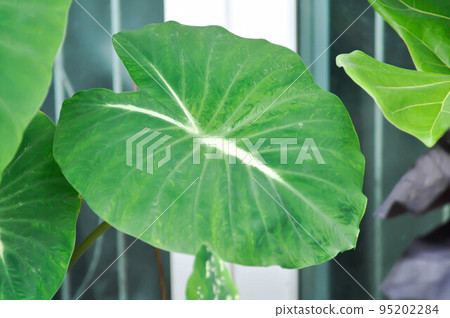 colocasia nancys revenge, colocasia or Colocasia bicolor 95202284