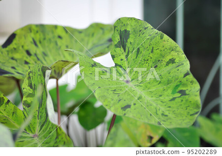 Alocasia, Alocasia mohito or Mojito Alocasia or tricolor alocasia or black and green leaf Alocasia, Alocasia mohito or Mojito Alocasia or tricolor alocasia or black and green leaf 95202289