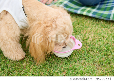 Woman playing with dog in park 95202331