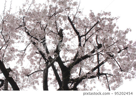 Cherry tree  95202454