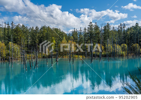 [北海道的秋天]晴天的藍色池塘 95202905