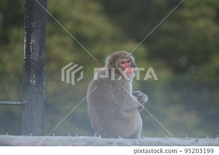 monkey 95203199
