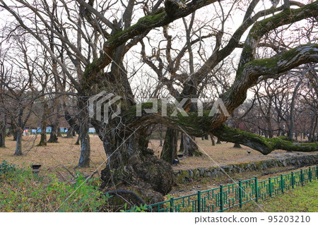 Gyeongju Gyerim, Guilin, 森林, 保護, Gyeongju, 歷史, 文化, 老樹, 樹木, 95203210