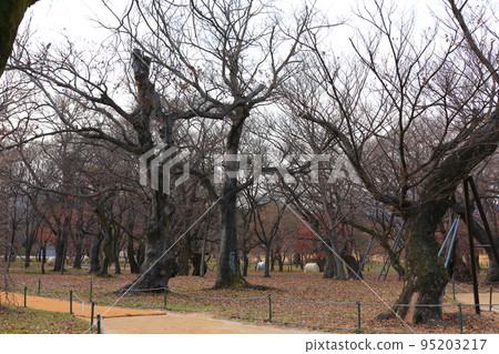 Gyeongju Gyerim, Guilin, Forest, Forest, Conservation, Gyeongju, History, Culture, Old Trees, Trees, 95203217