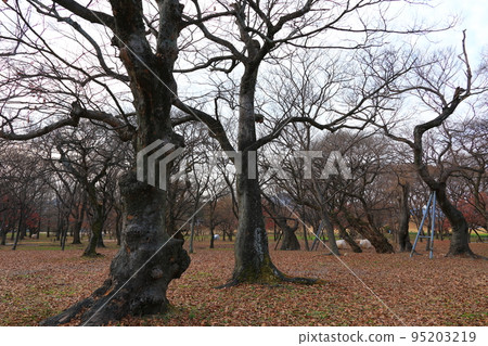 Gyeongju Gyerim, Guilin, Forest, Forest, Conservation, Gyeongju, History, Culture, Old Trees, Trees, Gyeongju Gyerim, Guilin, Forest, Forest, Conservation, Gyeongju, History, Culture, Old Trees, Trees, 95203219