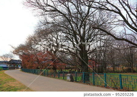 Gyeongju Gyerim, Guilin, 森林, 保護, Gyeongju, 歷史, 文化, 老樹, 樹木, 95203226