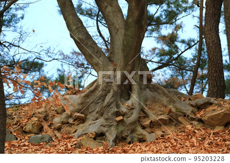 Gyeongju Gyerim, Guilin, 森林, 保護, Gyeongju, 歷史, 文化, 老樹, 樹木, 95203228