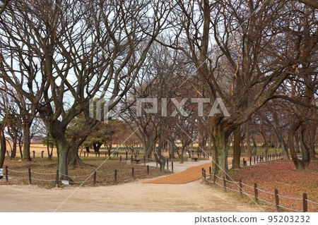 Gyeongju Gyerim, Guilin, 森林, 保護, Gyeongju, 歷史, 文化, 老樹, 樹木, 95203232