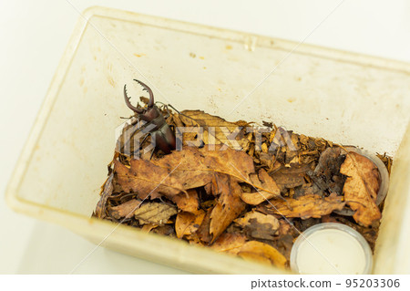 [日本] 一隻鍬形蟲在覆蓋著泥土和落葉的昆蟲籠子裡蠕動 95203306