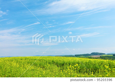 北海道藍天和油菜花田風光 北海道藍天和油菜花田風光 95203396