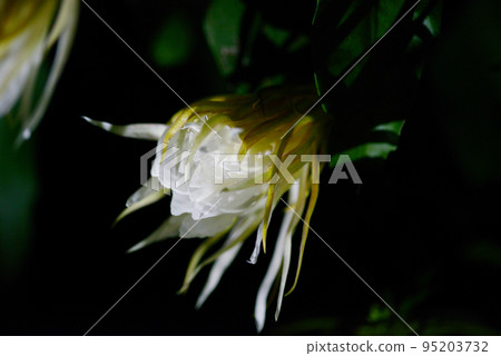 曇花 95203732