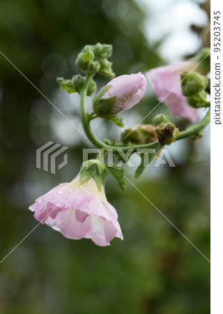 似錦葵的花 似錦葵的花 95203745