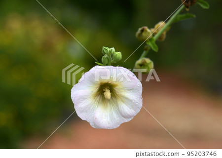 似錦葵的花 似錦葵的花 95203746