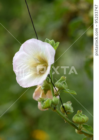 似錦葵的花 似錦葵的花 95203747
