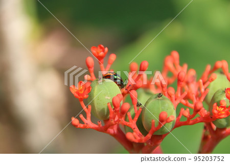 Fruit and flowers of Buddha Belly Plat or Bottle Plant Shrub with insect 95203752
