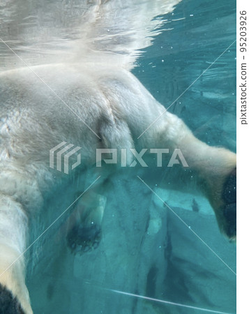 一隻游泳北極熊的可愛尾巴 一隻游泳北極熊的可愛尾巴 95203926