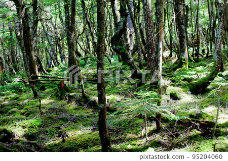 Nature of Mt. Tateshina in August Nature of Mt. Tateshina in August 95204060