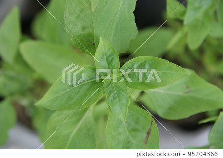 Top view of Thai basil. 95204366