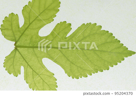 Background material of young leaves and veins of mulberry (mountain mulberry) 95204370