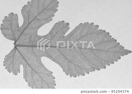Background material of young leaves and veins of mulberry (mountain mulberry) Background material of young leaves and veins of mulberry (mountain mulberry) 95204374