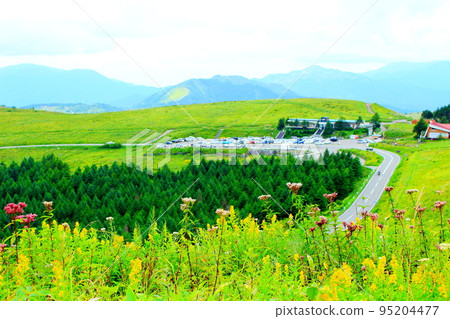 Kirigamine Kogen in August Beautiful alpine plants 95204477