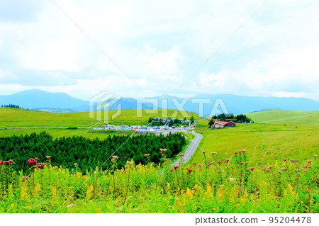 Kirigamine Kogen in August Beautiful alpine plants Kirigamine Kogen in August Beautiful alpine plants 95204478