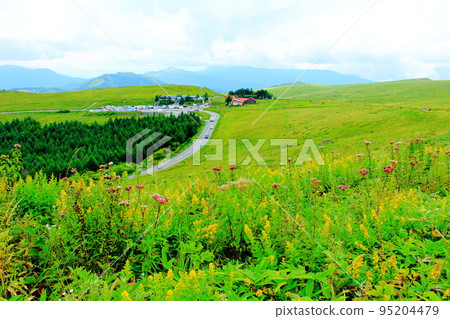 Kirigamine Kogen in August Beautiful alpine plants 95204479