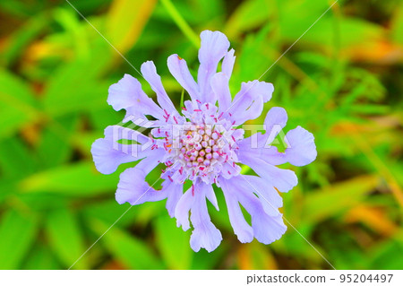 八月霧峰高原美麗的高山植物 95204497