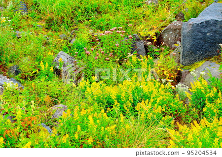 八月霧峰高原美麗的高山植物 八月霧峰高原美麗的高山植物 95204534