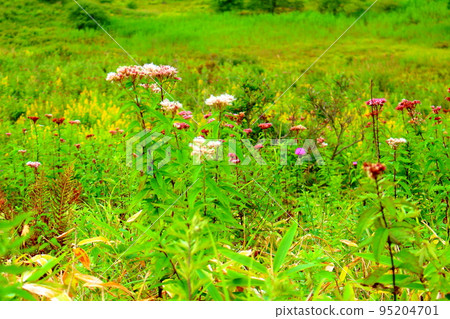 Kirigamine Kogen in August Beautiful alpine plants Kirigamine Kogen in August Beautiful alpine plants 95204701