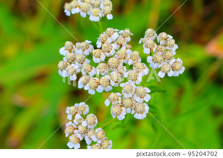 Kirigamine Kogen in August Beautiful alpine plants Kirigamine Kogen in August Beautiful alpine plants 95204702