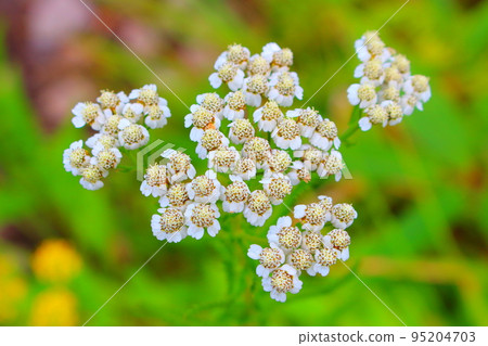 Kirigamine Kogen in August Beautiful alpine plants Kirigamine Kogen in August Beautiful alpine plants 95204703