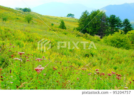 Kirigamine Kogen in August Beautiful alpine plants Kirigamine Kogen in August Beautiful alpine plants 95204757