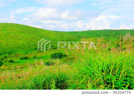 Kirigamine Kogen in August Beautiful alpine plants Kirigamine Kogen in August Beautiful alpine plants 95204774