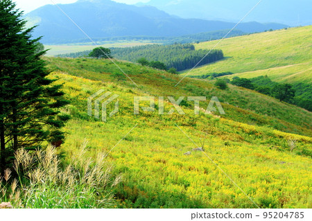 八月霧峰高原美麗的高山植物 八月霧峰高原美麗的高山植物 95204785