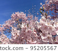 Cherry blossoms in full bloom against the blue sky 95205567