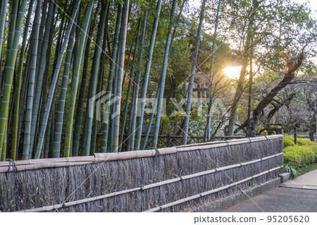 Bamboo grove and sunset surrounded by Sasagaki [Kansenji Temple of the Imagawa clan's family temple] / Suginami Ward, Tokyo 95205620