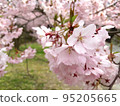 Beautiful cherry blossoms in full bloom in the park 95205665