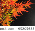 Colored autumn leaves against the background of darkness 95205688