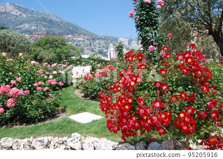 Monaco8 rose garden 95205916