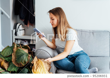 Young woman taking picture on phone of dried, sunburn leaf of potted plant Calathea. Houseplants diseases. Disorders Identification and Treatment search. Home gardening mobile app. Selective focus 95206931