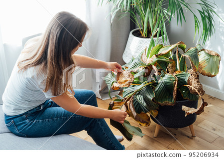Young upset, sad woman examining dried dead foliage of her home plant Calathea. Houseplants diseases. Diseases Disorders Identification and Treatment, Houseplants sun burn. Damaged Leaves 95206934