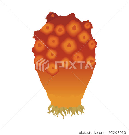 illustration of sea squirt illustration of sea squirt 95207010