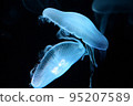 Jellyfish 95207589