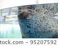 Sesame seals 95207592