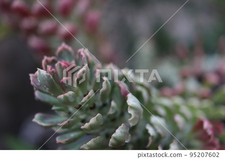 Stem and leaves of Rat's tail cactus. 95207602