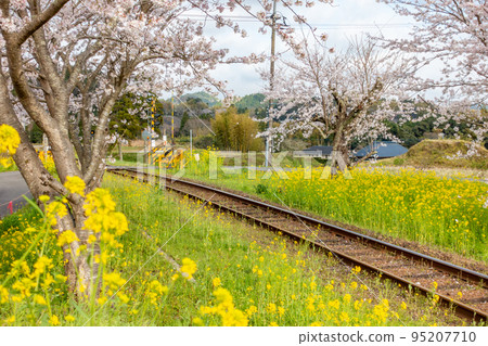 油菜花和櫻花的Isumi鐵路Isumi Line合作 油菜花和櫻花的Isumi鐵路Isumi Line合作 95207710