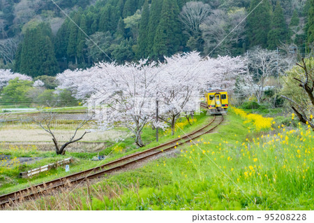 Isumi 鐵路 油菜花和櫻花的合作 95208228